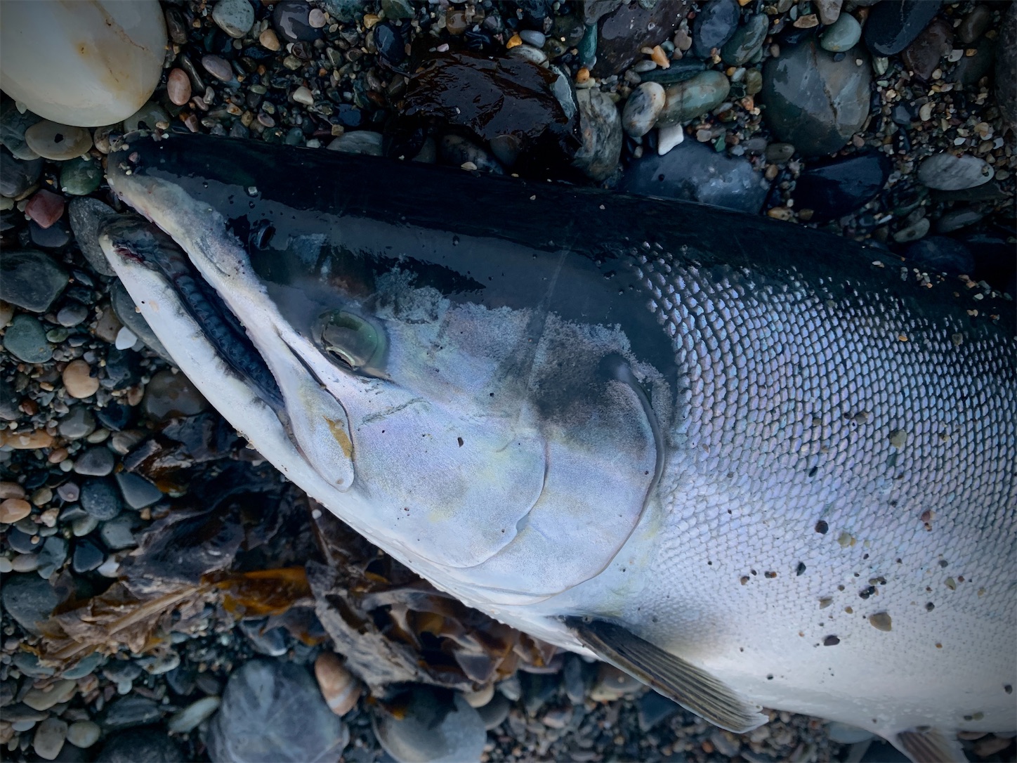 f:id:tatzro:20200419131904j:image