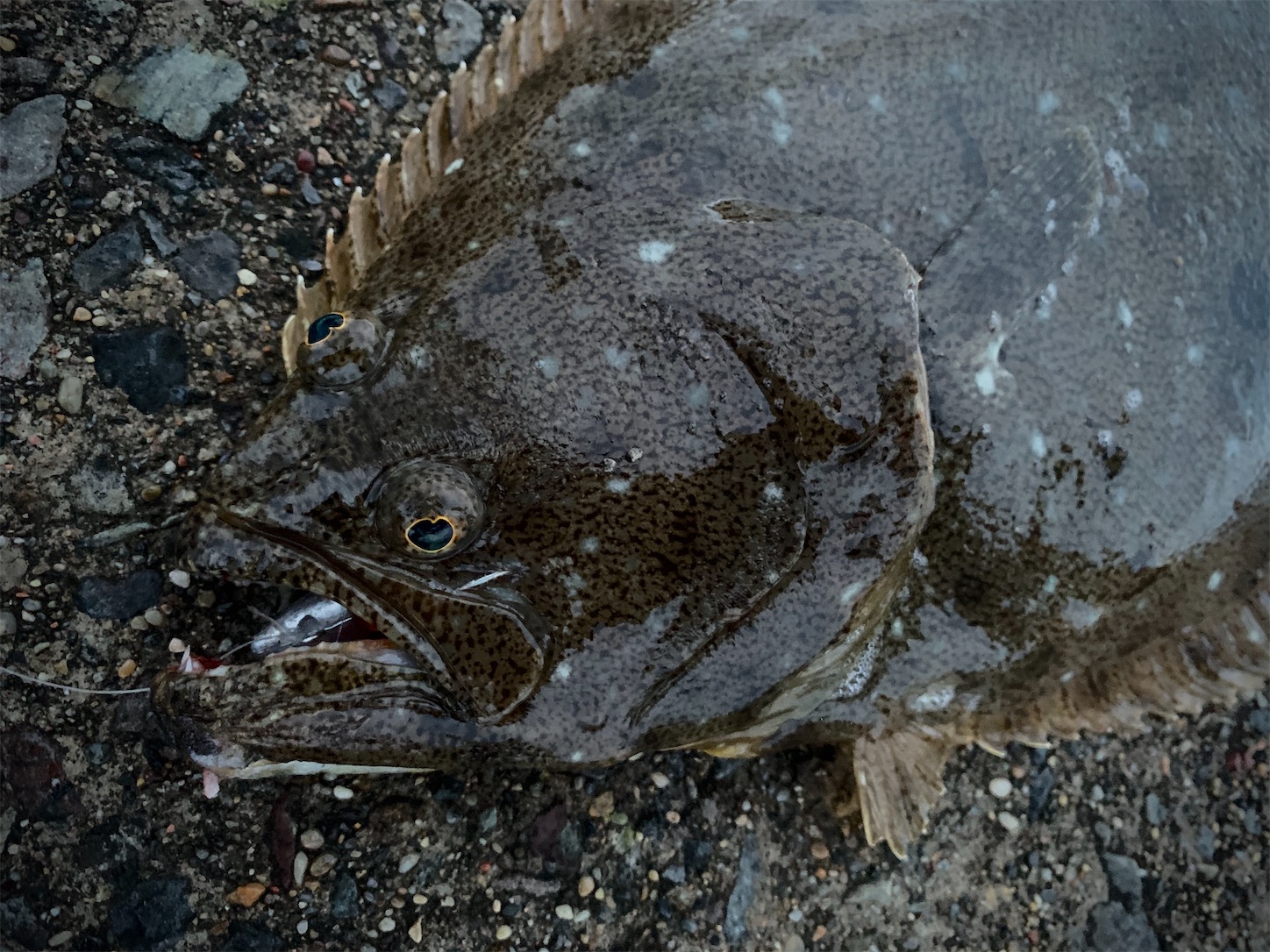 道南江差でヒラメを釣りたい 北海道でルアーにハマる三十路の冒険