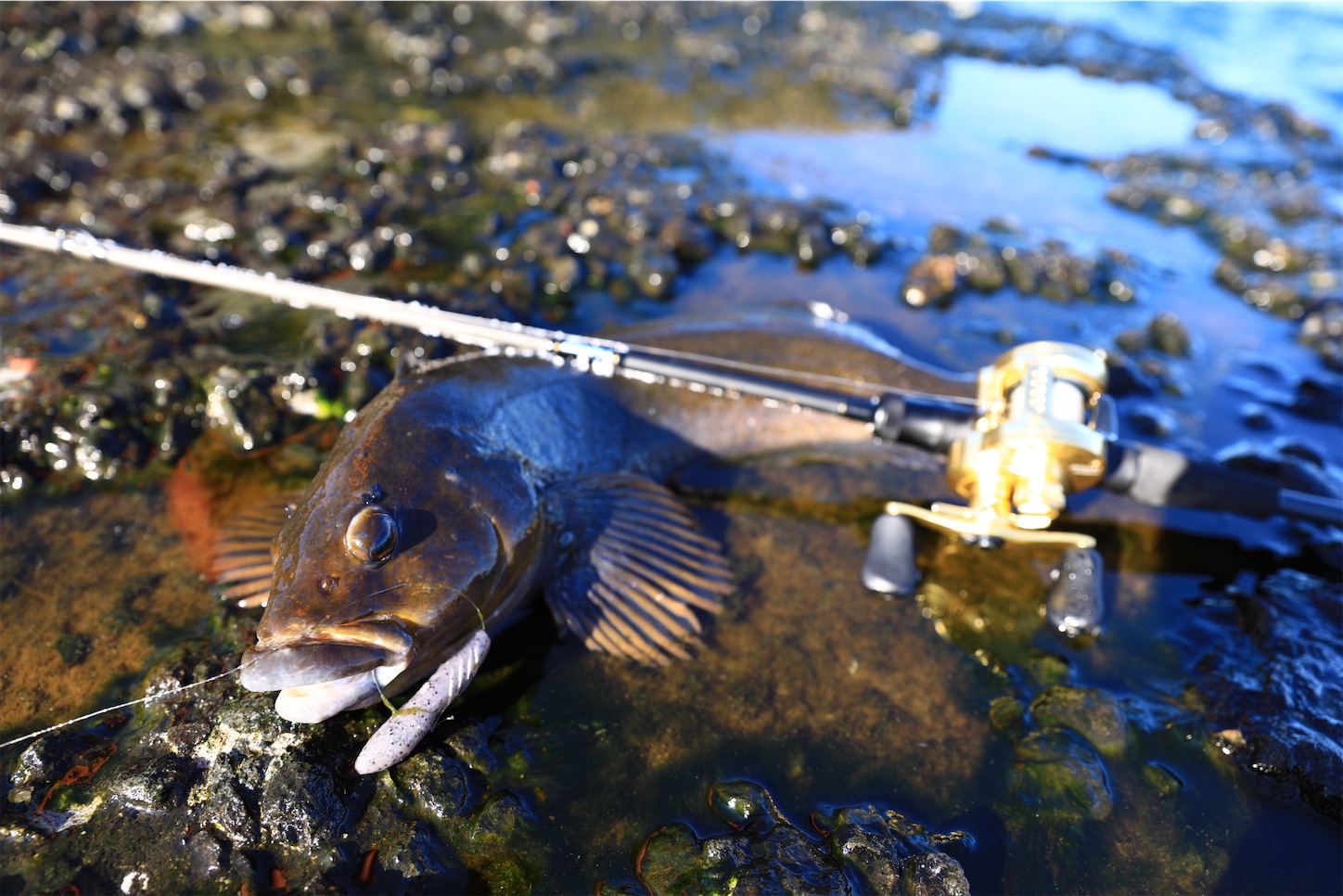 f:id:tatzro:20220125203302j:image