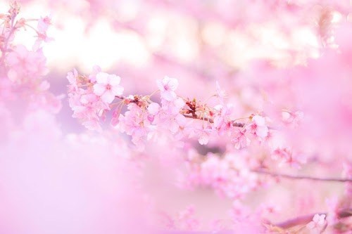 f:id:taubii:20190323123801j:plain