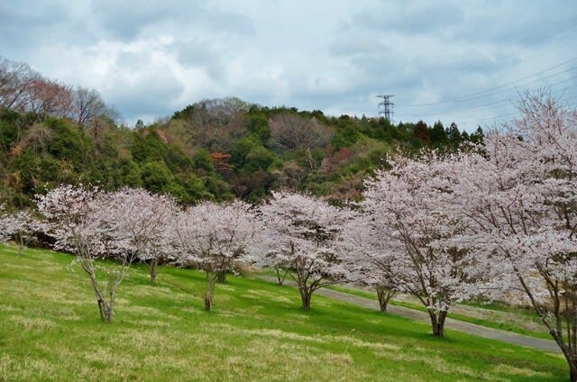 春爛漫の候 - 田植え機に乗った元サラリーマン