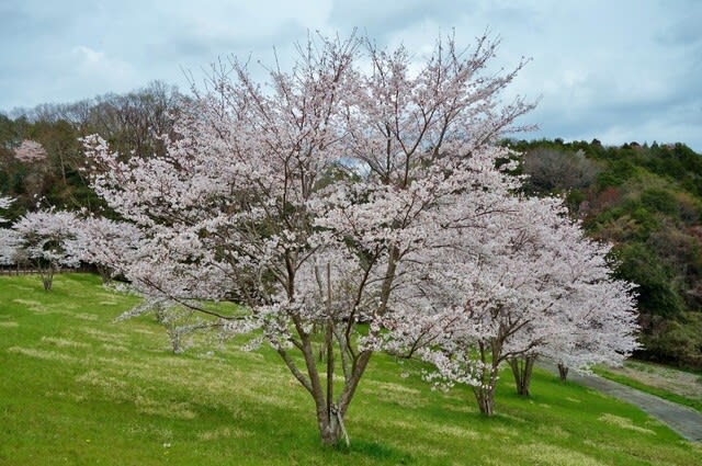 春爛漫の候 - 田植え機に乗った元サラリーマン