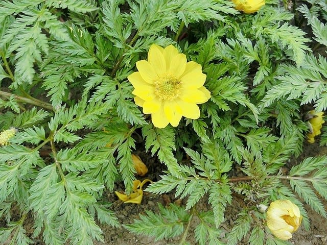 春です - 田植え機に乗った元サラリーマン