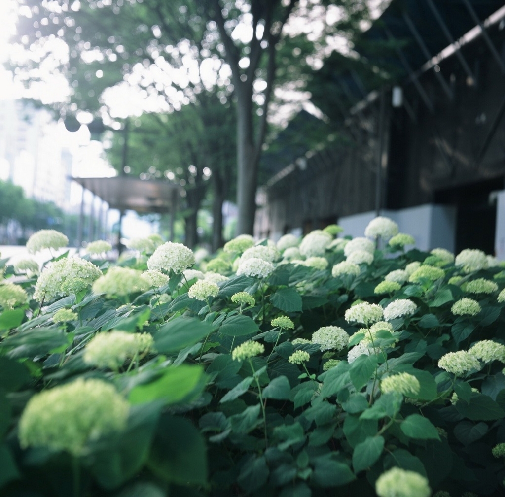 f:id:tavigayninh:20170621194653j:plain