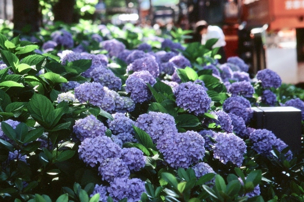 f:id:tavigayninh:20170621201024j:plain