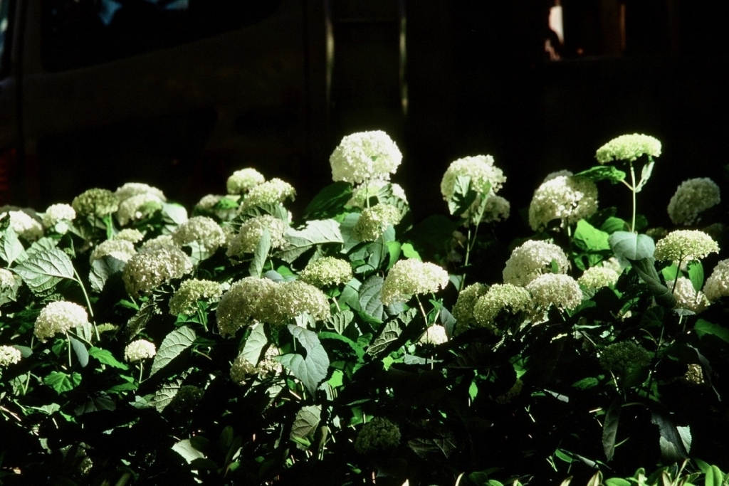 f:id:tavigayninh:20170621201213j:plain