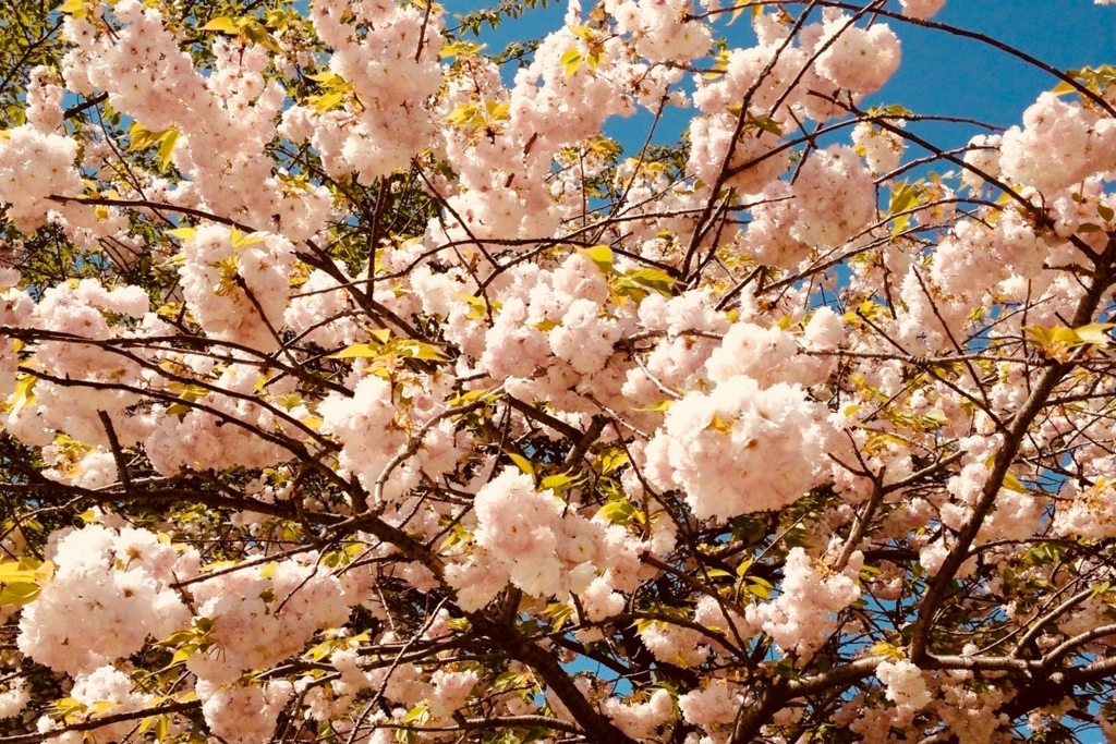 f:id:tavigayninh:20180405055210j:plain