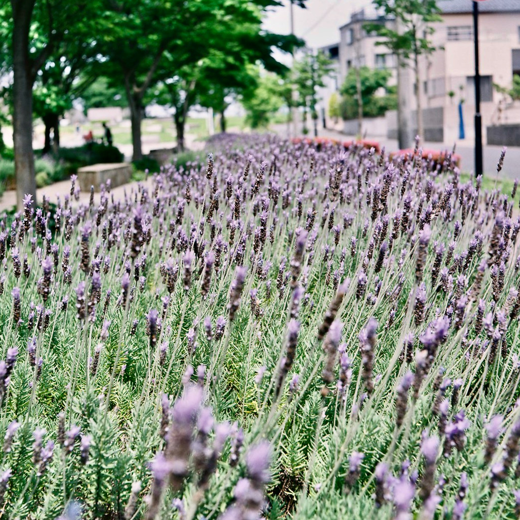 f:id:tavigayninh:20201127093301j:plain