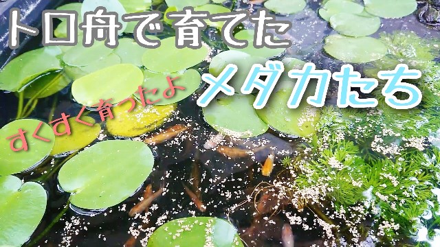 f:id:tawakemonoblog:20230722102355j:image