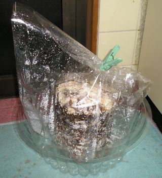 f:id:tawashiatama:20110421144023j:image