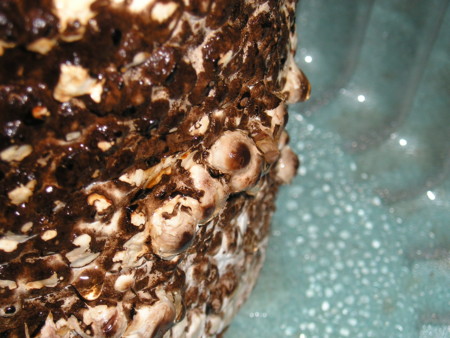 f:id:tawashiatama:20110422142154j:image