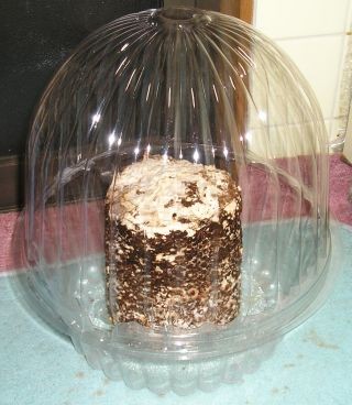 f:id:tawashiatama:20110422142156j:image