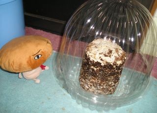 f:id:tawashiatama:20110422142157j:image