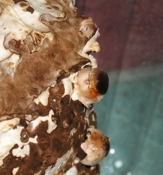 f:id:tawashiatama:20110423230723j:image