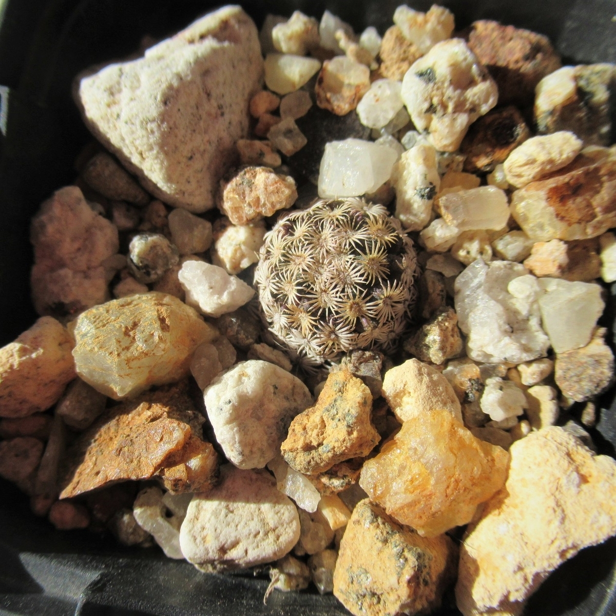 虫のようなトゲを持つサボテン マミラリア ヘルナンデジー Tawashiatsume