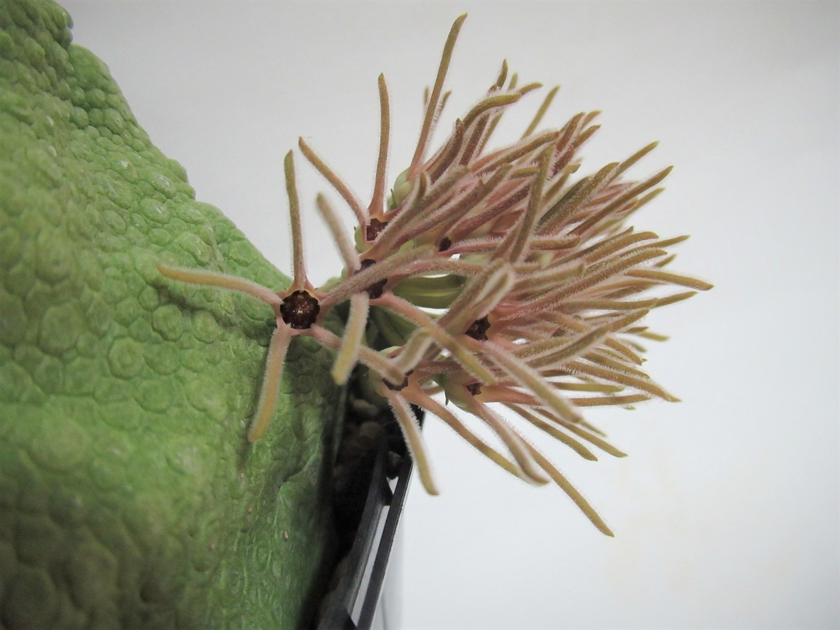 忘れられた多肉植物の種類、𝑷𝒔𝒆𝒖𝒅𝒐𝒍𝒊𝒕𝒉𝒐𝒔