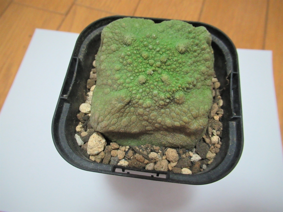 プセウドリトス・ギガス 忘れられた多肉植物の種類、𝑷𝒔𝒆𝒖𝒅𝒐𝒍𝒊𝒕𝒉𝒐𝒔
