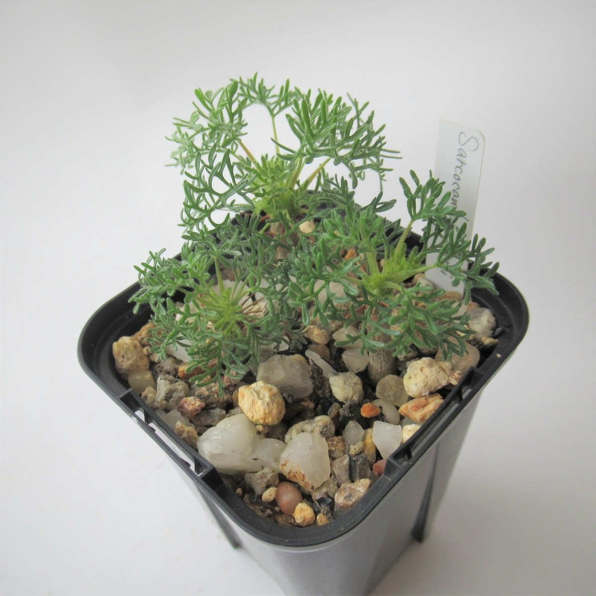 専用コーナー　サル錦他　発根開始　多肉植物 専用コーナー ペンタンドラム錦覆輪 茎曲がり特価 輸入苗 多肉植物