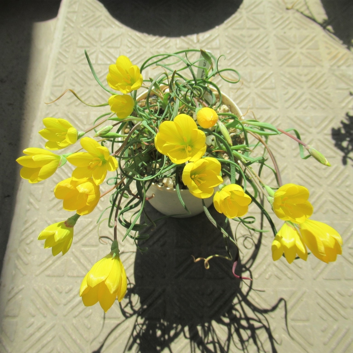 カラフルな花で春を彩る球根植物、ゲイソリザ - tawashiatsume