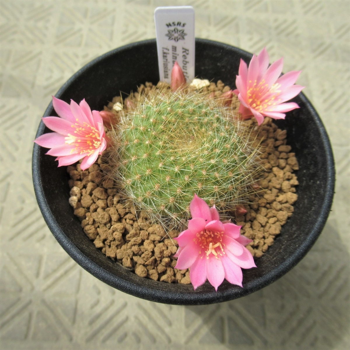 南米アンデス山脈に咲く小型の花サボテン、レブチア その2 - tawashiatsume