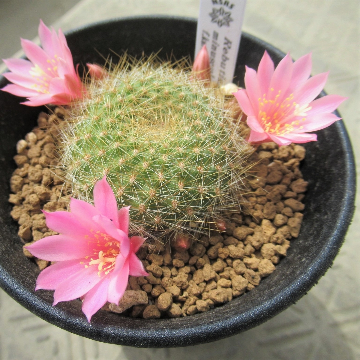 南米アンデス山脈に咲く小型の花サボテン、レブチア その2 - tawashiatsume