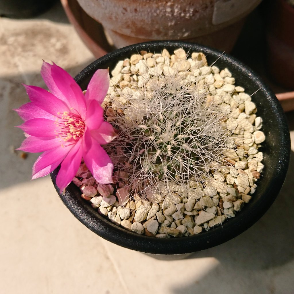 南米アンデス山脈に咲く小型の花サボテン、レブチア その2 - tawashiatsume