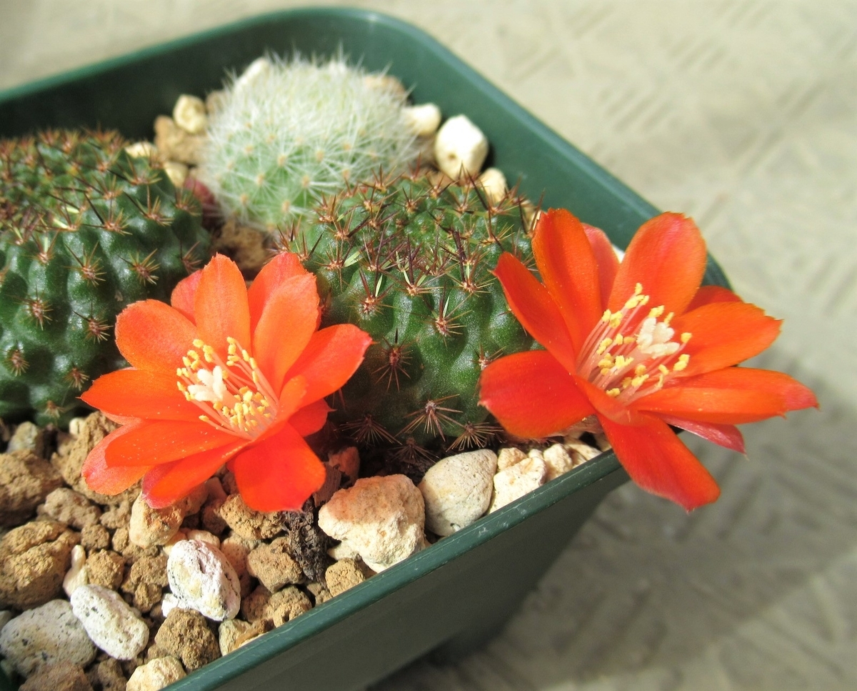 南米アンデス山脈に咲く小型の花サボテン、レブチア その3