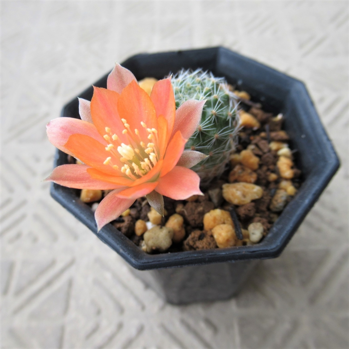 南米アンデス山脈に咲く小型の花サボテン、レブチア その3