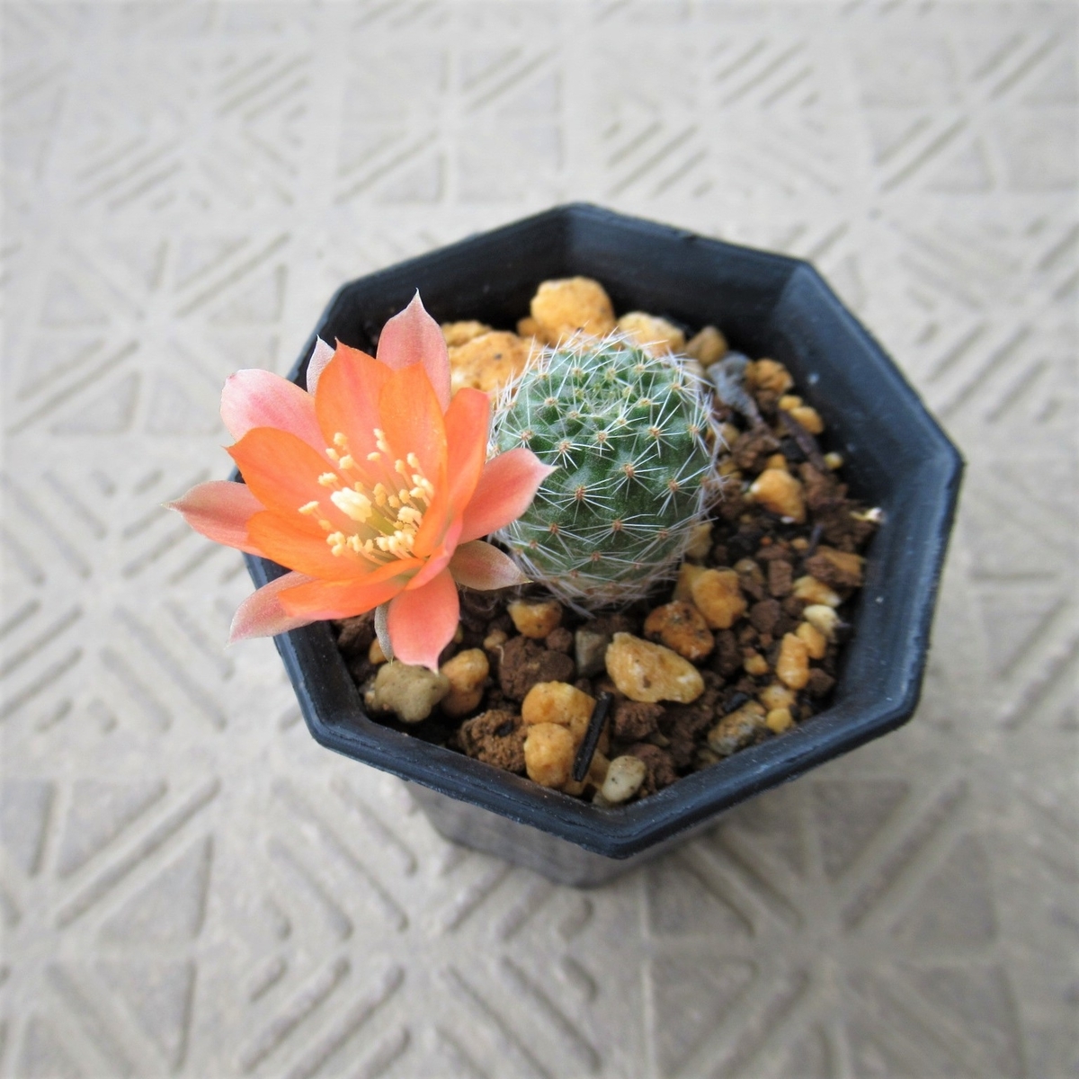 サボテンです。 南米アンデス山脈に咲く小型の花サボテン、レブチア その2
