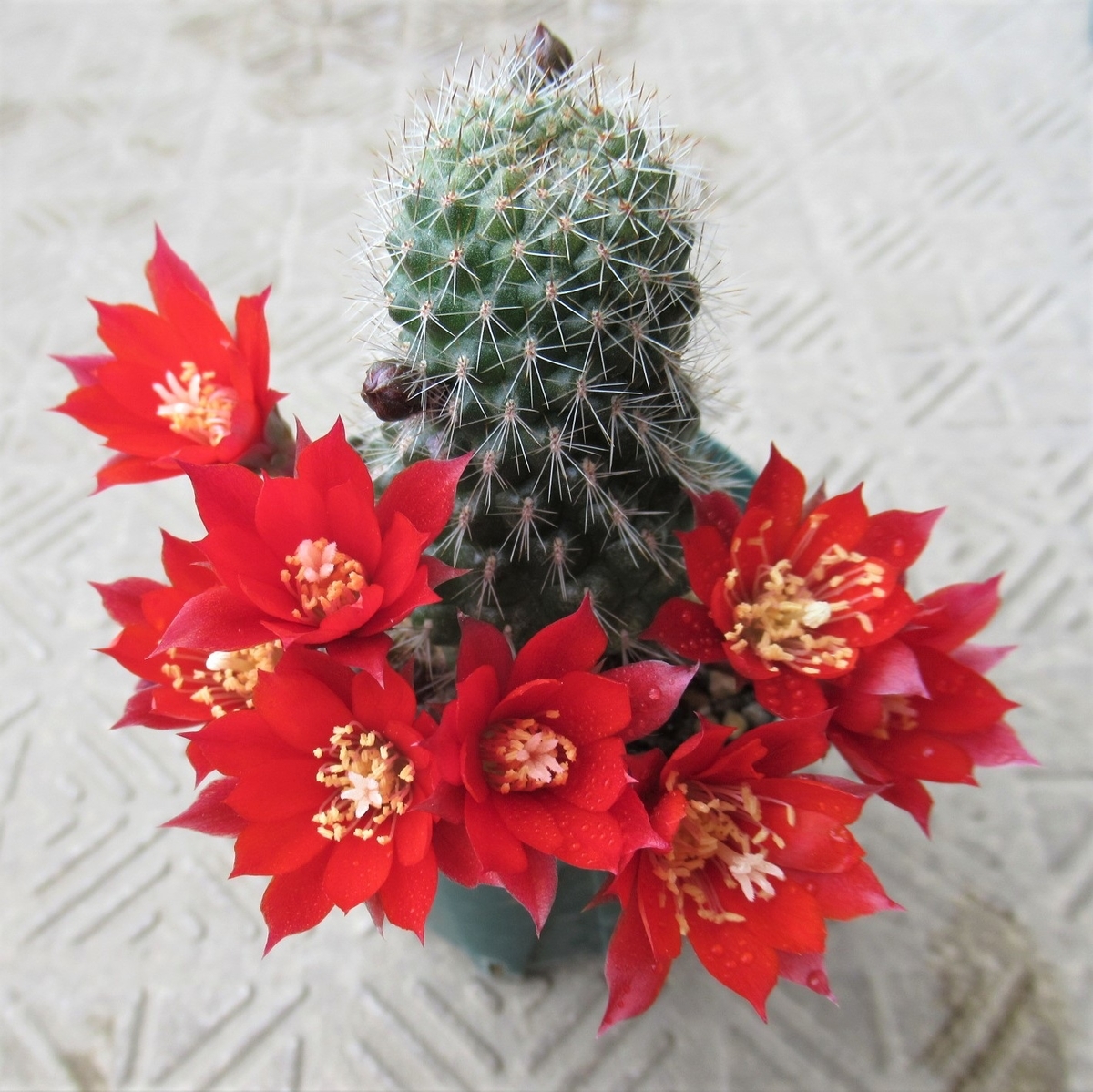 南米アンデス山脈に咲く小型の花サボテン、レブチア その3