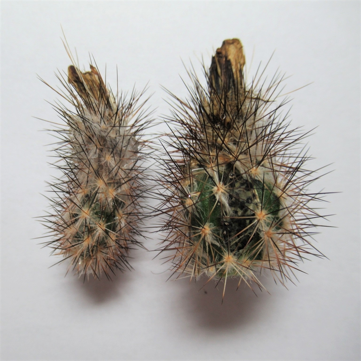 中型サボテン 複数の茎 トゲが豊富 サボテンの茎と花のトゲの