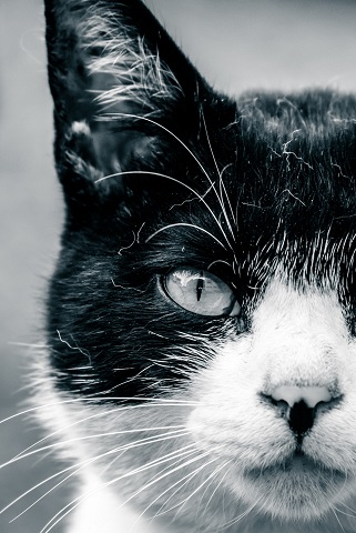 f:id:tawashix:20160830201933j:plain