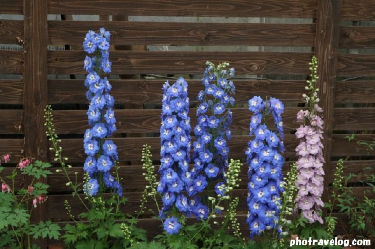 f:id:tax-life:20190407064542j:plain