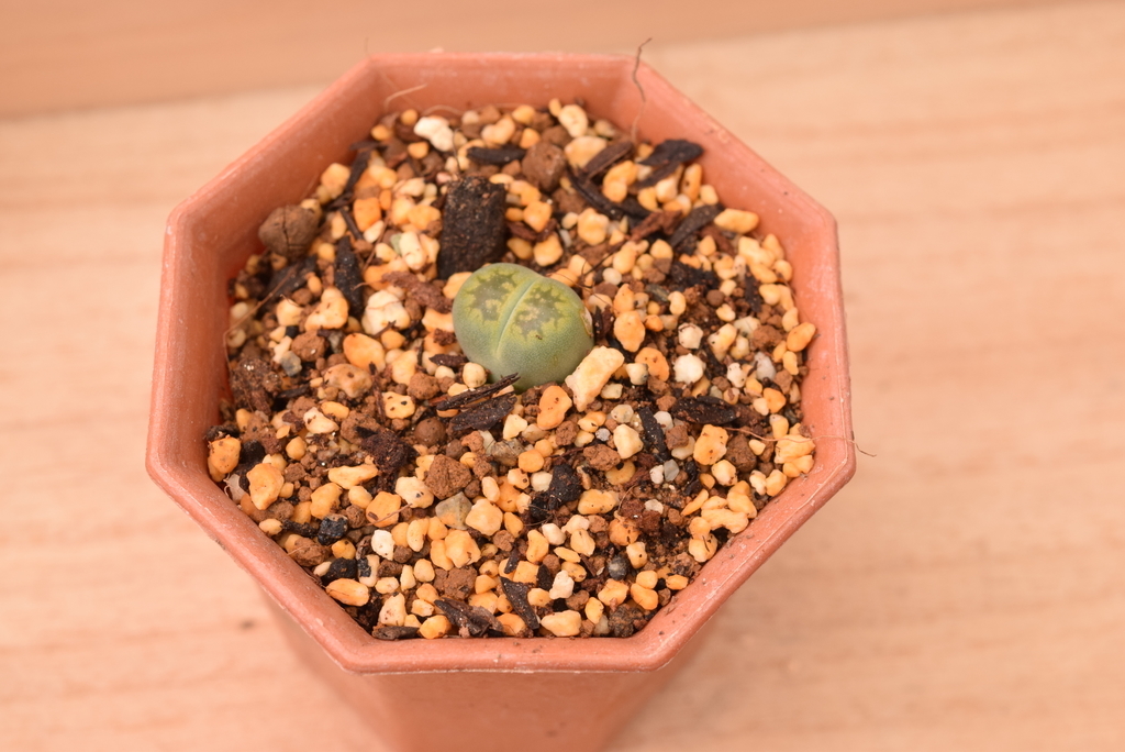 リトープス コールナンバー (一覧図鑑) C201~C300 - 赤兎ラボ~はてな支店~