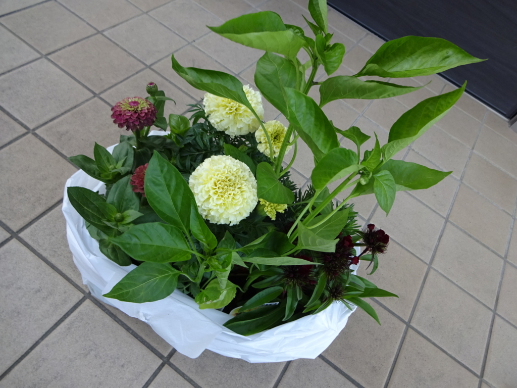 f:id:tayorako:20180514115249j:plain f:id:tayorako:20180514115249j:plain