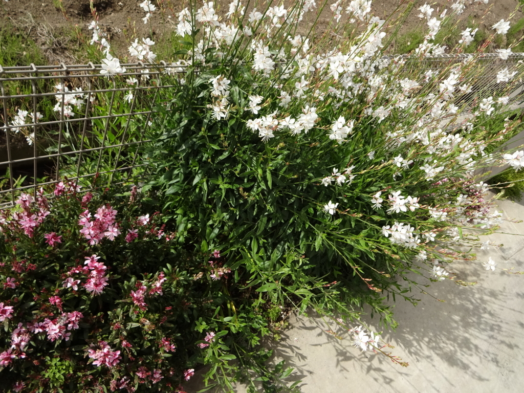 f:id:tayorako:20180622172216j:plain f:id:tayorako:20180622172216j:plain