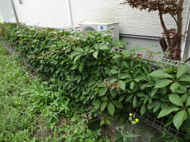f:id:tayorako:20180723104132j:plain f:id:tayorako:20180723104132j:plain