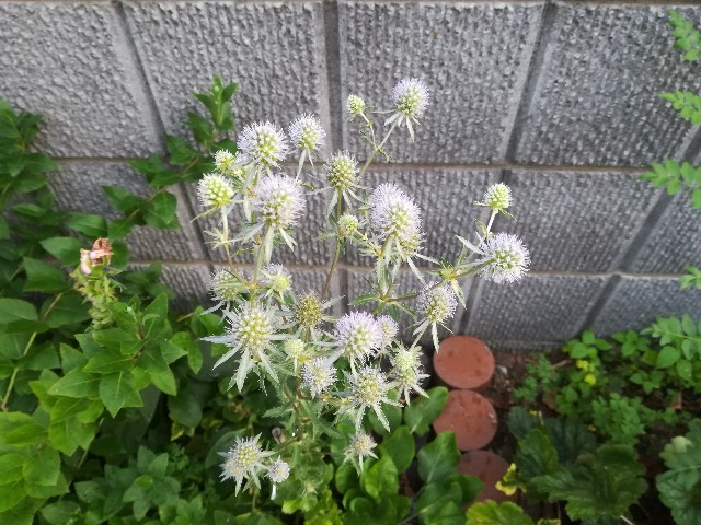 f:id:tayorako:20180725091307j:image f:id:tayorako:20180725091307j:image