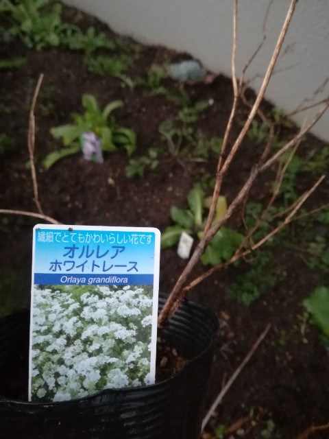 f:id:tayorako:20181220120949j:image f:id:tayorako:20181220120949j:image