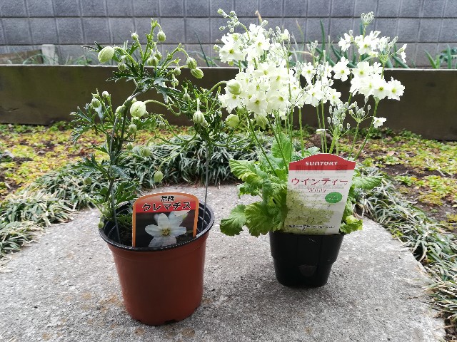f:id:tayorako:20190314085943j:image f:id:tayorako:20190314085943j:image
