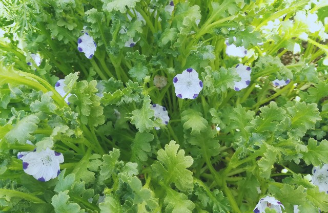 f:id:tayorako:20190322101321j:image f:id:tayorako:20190322101321j:image