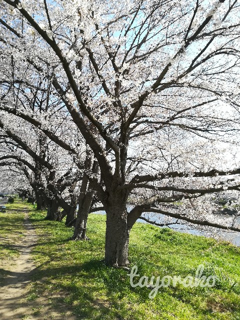 f:id:tayorako:20190404094008j:image f:id:tayorako:20190404094008j:image
