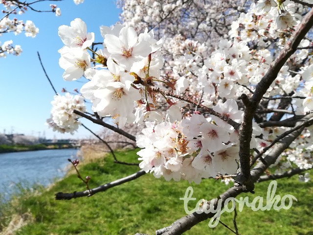 f:id:tayorako:20190404094031j:image f:id:tayorako:20190404094031j:image