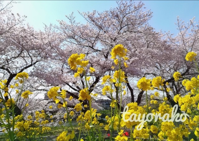 f:id:tayorako:20190404125458j:image f:id:tayorako:20190404125458j:image
