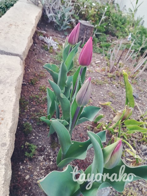 f:id:tayorako:20190406233002j:image f:id:tayorako:20190406233002j:image