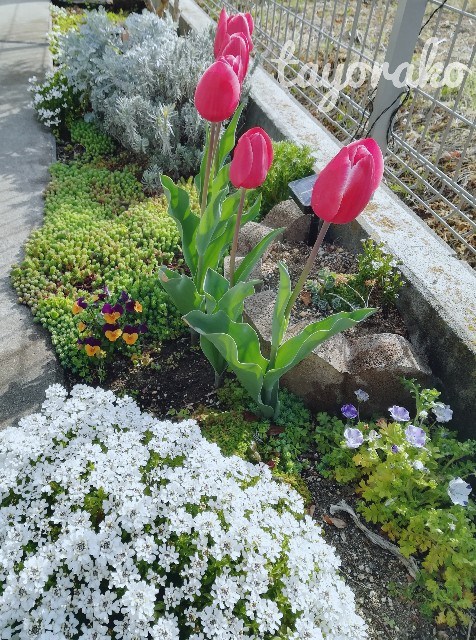 f:id:tayorako:20190406233054j:image f:id:tayorako:20190406233054j:image