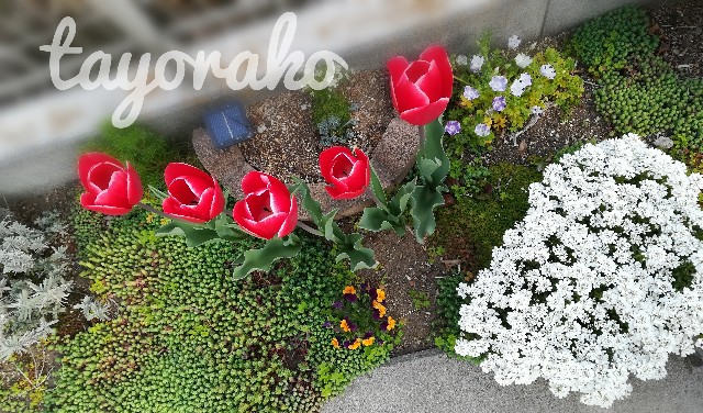 f:id:tayorako:20190406233106j:image f:id:tayorako:20190406233106j:image