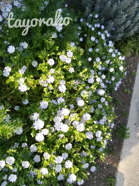 f:id:tayorako:20190406233140j:image f:id:tayorako:20190406233140j:image