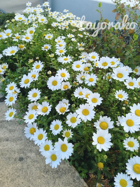 f:id:tayorako:20190406233150j:image f:id:tayorako:20190406233150j:image