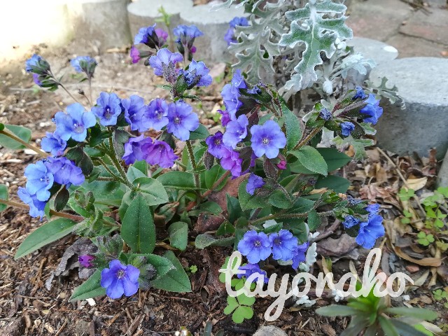 f:id:tayorako:20190406233226j:image f:id:tayorako:20190406233226j:image